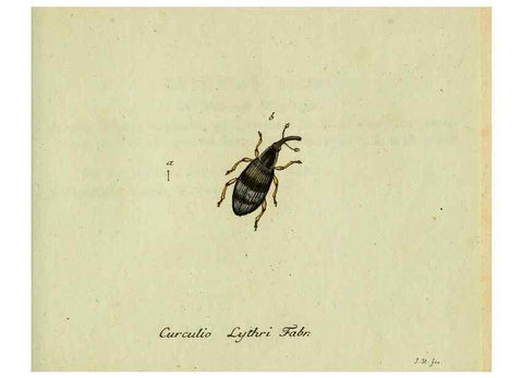 Reproducción/Reproduction 36327758086: Favnae insectorvm Germanicae initia, oder, Deutschlands Insecten /. Nürnberg :In den Felseckerschen Buchhandlung,1796-1813.