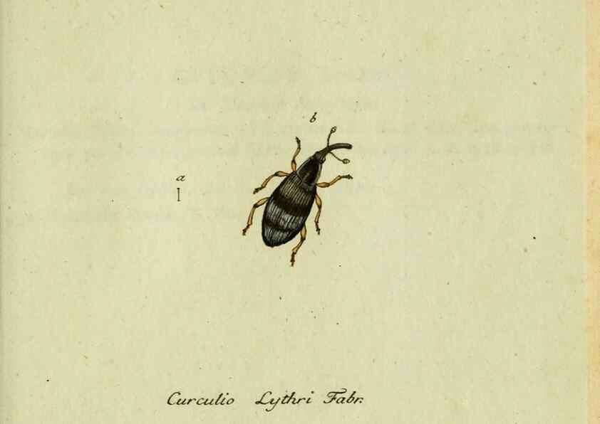 Reproducción/Reproduction 36327758086: Favnae insectorvm Germanicae initia, oder, Deutschlands Insecten /. Nürnberg :In den Felseckerschen Buchhandlung,1796-1813.