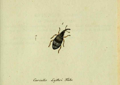 Reproducción/Reproduction 36327758086: Favnae insectorvm Germanicae initia, oder, Deutschlands Insecten /. Nürnberg :In den Felseckerschen Buchhandlung,1796-1813.