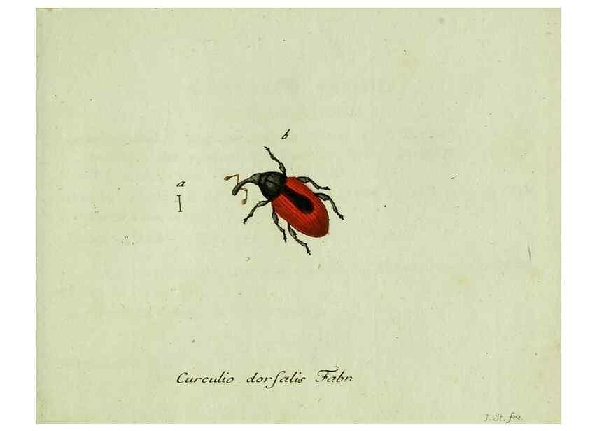 Reproducción/Reproduction 36327760436: Favnae insectorvm Germanicae initia, oder, Deutschlands Insecten /. Nürnberg :In den Felseckerschen Buchhandlung,1796-1813.