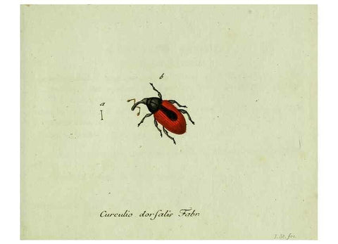 Reproducción/Reproduction 36327760436: Favnae insectorvm Germanicae initia, oder, Deutschlands Insecten /. Nürnberg :In den Felseckerschen Buchhandlung,1796-1813.