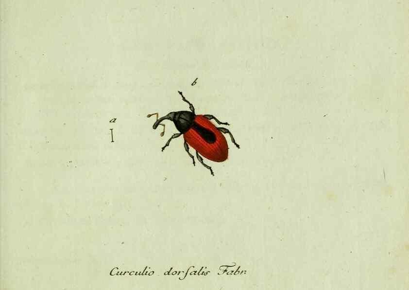 Reproducción/Reproduction 36327760436: Favnae insectorvm Germanicae initia, oder, Deutschlands Insecten /. Nürnberg :In den Felseckerschen Buchhandlung,1796-1813.