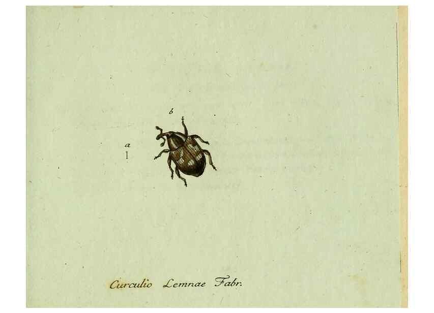 Reproducción/Reproduction 36327762456: Favnae insectorvm Germanicae initia, oder, Deutschlands Insecten /. Nürnberg :In den Felseckerschen Buchhandlung,1796-1813.