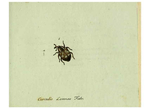 Reproducción/Reproduction 36327762456: Favnae insectorvm Germanicae initia, oder, Deutschlands Insecten /. Nürnberg :In den Felseckerschen Buchhandlung,1796-1813.