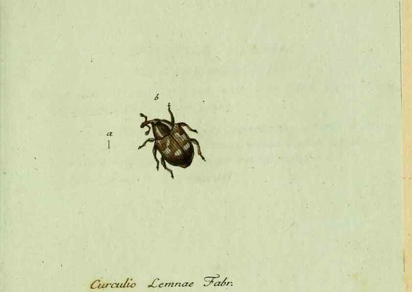 Reproducción/Reproduction 36327762456: Favnae insectorvm Germanicae initia, oder, Deutschlands Insecten /. Nürnberg :In den Felseckerschen Buchhandlung,1796-1813.