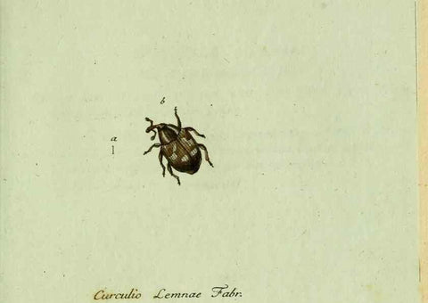 Reproducción/Reproduction 36327762456: Favnae insectorvm Germanicae initia, oder, Deutschlands Insecten /. Nürnberg :In den Felseckerschen Buchhandlung,1796-1813.