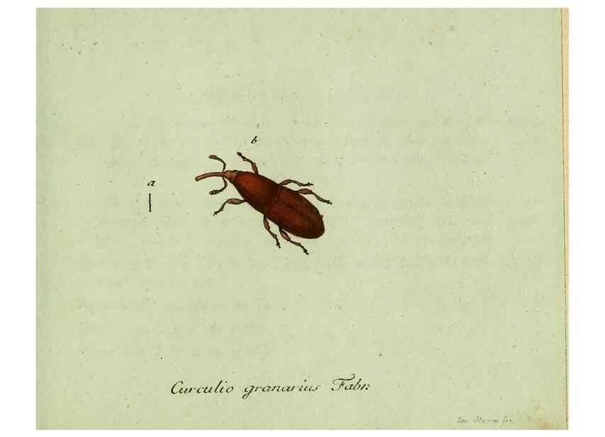 Reproducción/Reproduction 36235847581: Favnae insectorvm Germanicae initia, oder, Deutschlands Insecten /. Nürnberg :In den Felseckerschen Buchhandlung,1796-1813.