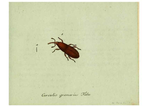 Reproducción/Reproduction 36235847581: Favnae insectorvm Germanicae initia, oder, Deutschlands Insecten /. Nürnberg :In den Felseckerschen Buchhandlung,1796-1813.