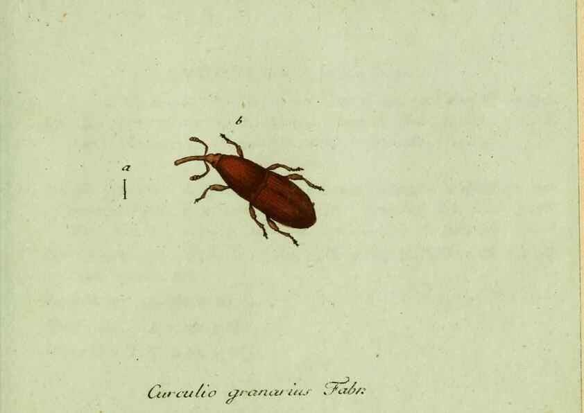 Reproducción/Reproduction 36235847581: Favnae insectorvm Germanicae initia, oder, Deutschlands Insecten /. Nürnberg :In den Felseckerschen Buchhandlung,1796-1813.