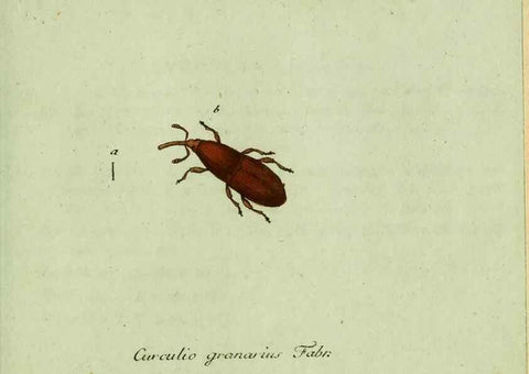 Reproducción/Reproduction 36235847581: Favnae insectorvm Germanicae initia, oder, Deutschlands Insecten /. Nürnberg :In den Felseckerschen Buchhandlung,1796-1813.