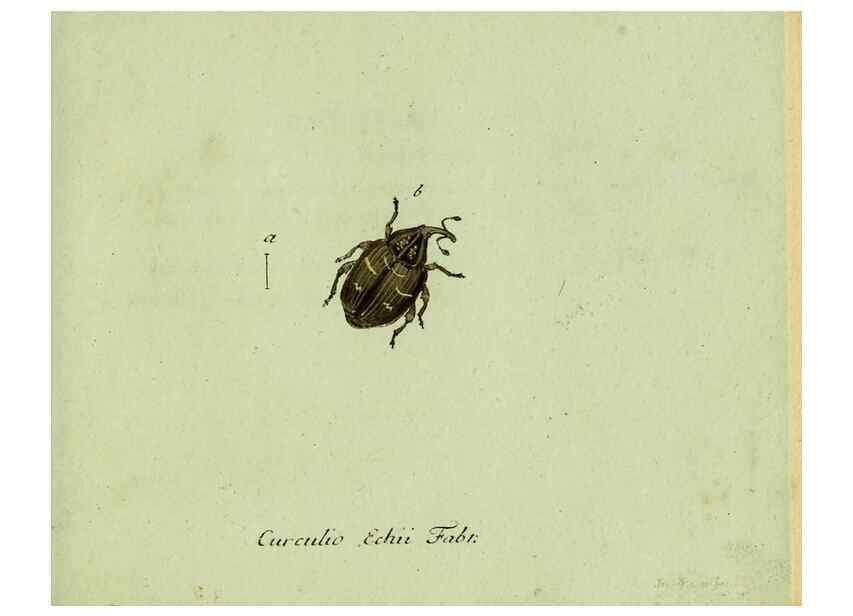 Reproducción/Reproduction 36235847951: Favnae insectorvm Germanicae initia, oder, Deutschlands Insecten /. Nürnberg :In den Felseckerschen Buchhandlung,1796-1813.