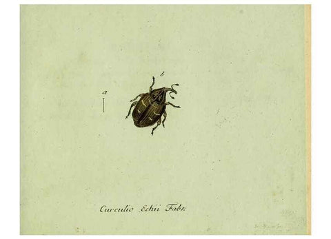 Reproducción/Reproduction 36235847951: Favnae insectorvm Germanicae initia, oder, Deutschlands Insecten /. Nürnberg :In den Felseckerschen Buchhandlung,1796-1813.