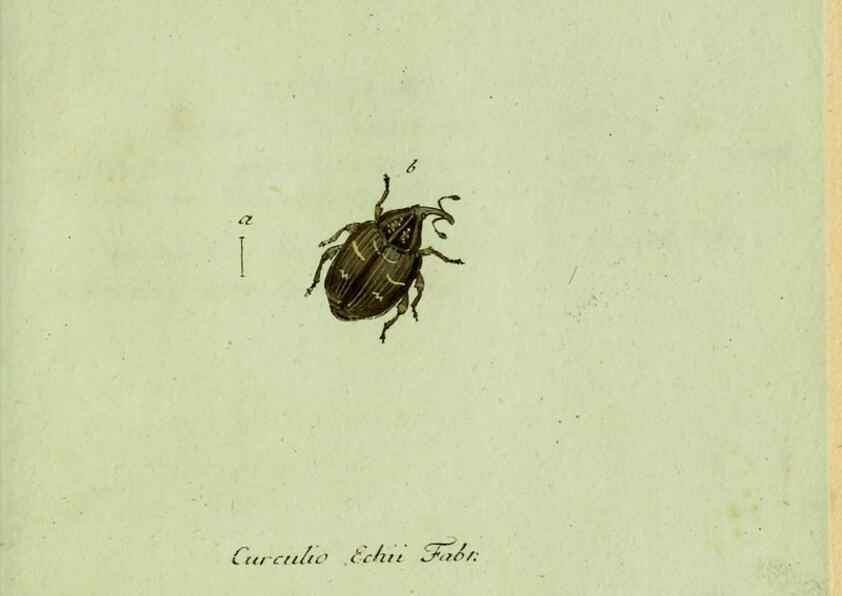 Reproducción/Reproduction 36235847951: Favnae insectorvm Germanicae initia, oder, Deutschlands Insecten /. Nürnberg :In den Felseckerschen Buchhandlung,1796-1813.