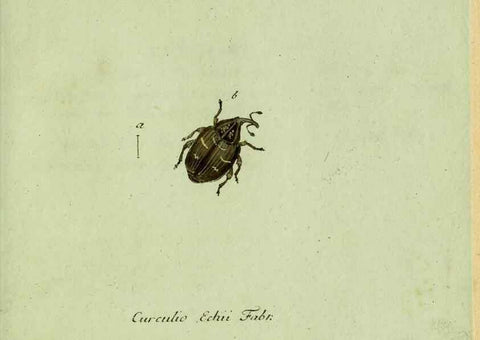 Reproducción/Reproduction 36235847951: Favnae insectorvm Germanicae initia, oder, Deutschlands Insecten /. Nürnberg :In den Felseckerschen Buchhandlung,1796-1813.