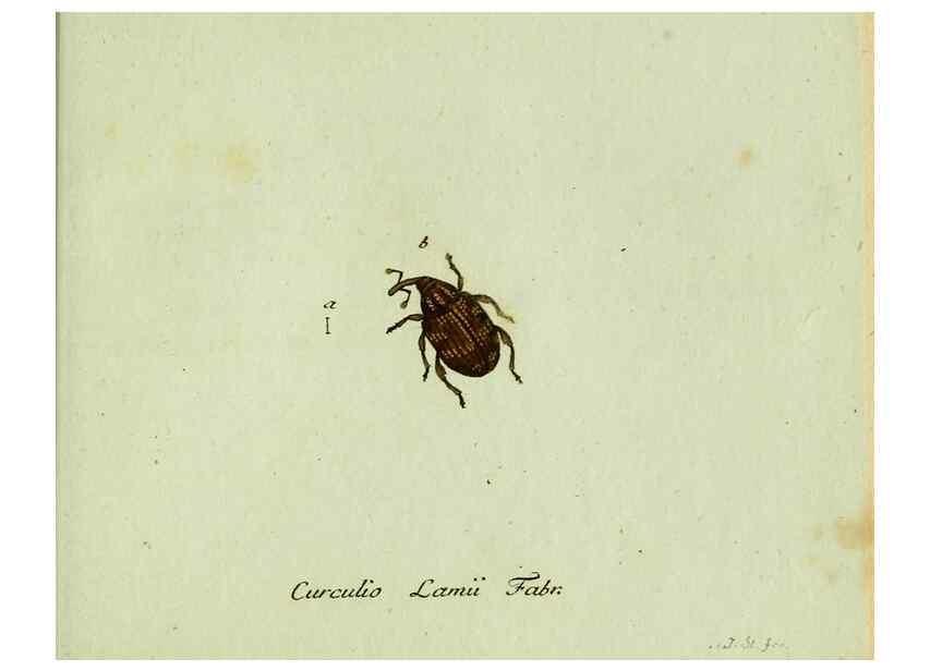 Reproducción/Reproduction 36327767646: Favnae insectorvm Germanicae initia, oder, Deutschlands Insecten /. Nürnberg :In den Felseckerschen Buchhandlung,1796-1813.