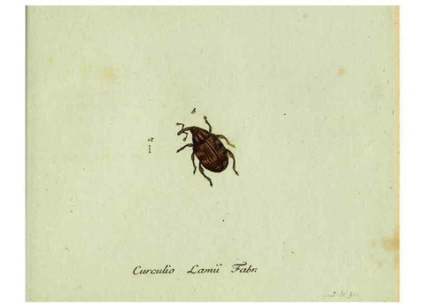 Reproducción/Reproduction 36327767646: Favnae insectorvm Germanicae initia, oder, Deutschlands Insecten /. Nürnberg :In den Felseckerschen Buchhandlung,1796-1813.