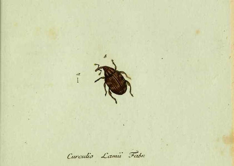 Reproducción/Reproduction 36327767646: Favnae insectorvm Germanicae initia, oder, Deutschlands Insecten /. Nürnberg :In den Felseckerschen Buchhandlung,1796-1813.