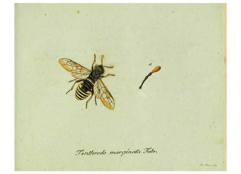 Reproducción/Reproduction 36327769006: Favnae insectorvm Germanicae initia, oder, Deutschlands Insecten /. Nürnberg :In den Felseckerschen Buchhandlung,1796-1813.