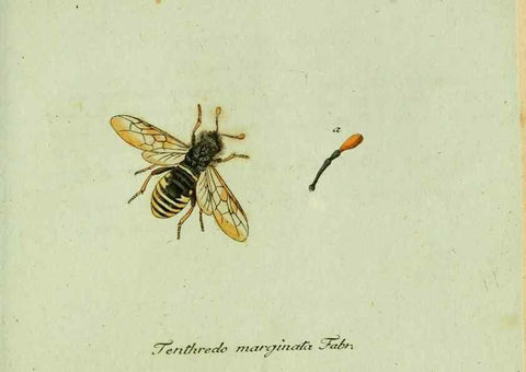 Reproducción/Reproduction 36327769006: Favnae insectorvm Germanicae initia, oder, Deutschlands Insecten /. Nürnberg :In den Felseckerschen Buchhandlung,1796-1813.