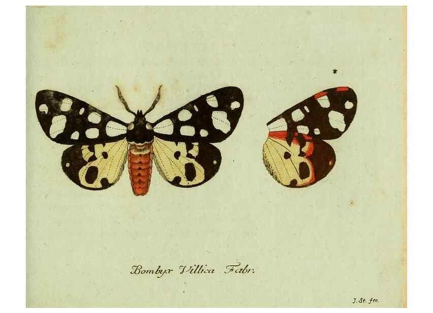 Reproducción/Reproduction 36235835711: Favnae insectorvm Germanicae initia, oder, Deutschlands Insecten /. Nürnberg :In den Felseckerschen Buchhandlung,1796-1813.