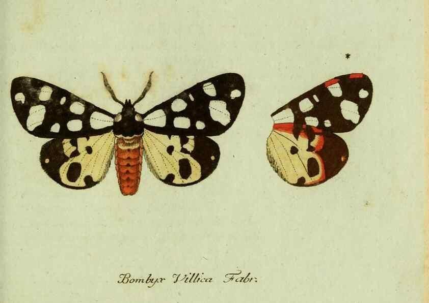 Reproducción/Reproduction 36235835711: Favnae insectorvm Germanicae initia, oder, Deutschlands Insecten /. Nürnberg :In den Felseckerschen Buchhandlung,1796-1813.