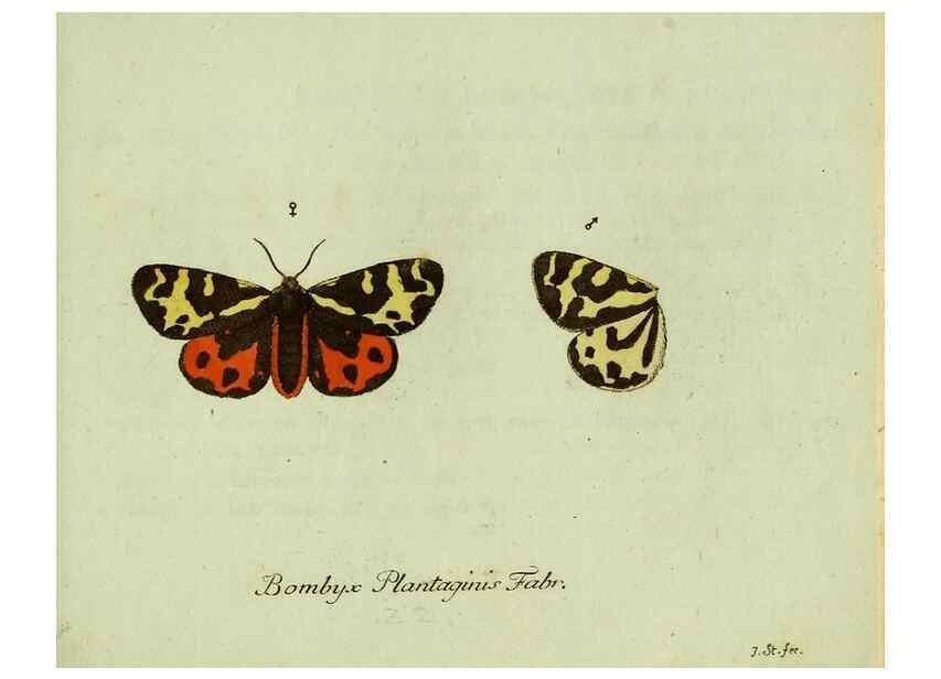 Reproducción/Reproduction 36235833291: Favnae insectorvm Germanicae initia, oder, Deutschlands Insecten /. Nürnberg :In den Felseckerschen Buchhandlung,1796-1813.