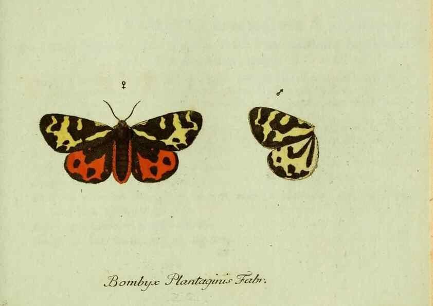 Reproducción/Reproduction 36235833291: Favnae insectorvm Germanicae initia, oder, Deutschlands Insecten /. Nürnberg :In den Felseckerschen Buchhandlung,1796-1813.