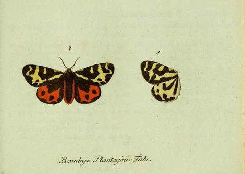 Reproducción/Reproduction 36235833291: Favnae insectorvm Germanicae initia, oder, Deutschlands Insecten /. Nürnberg :In den Felseckerschen Buchhandlung,1796-1813.
