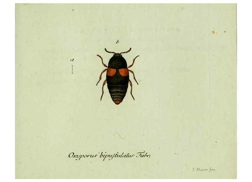 Reproducción/Reproduction 36235830701: Favnae insectorvm Germanicae initia, oder, Deutschlands Insecten /. Nürnberg :In den Felseckerschen Buchhandlung,1796-1813.