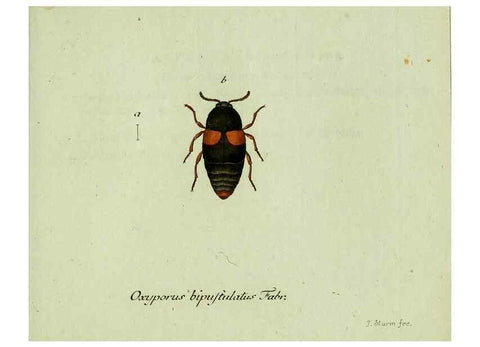 Reproducción/Reproduction 36235830701: Favnae insectorvm Germanicae initia, oder, Deutschlands Insecten /. Nürnberg :In den Felseckerschen Buchhandlung,1796-1813.