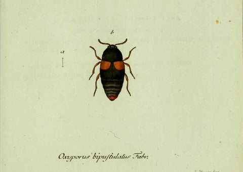 Reproducción/Reproduction 36235830701: Favnae insectorvm Germanicae initia, oder, Deutschlands Insecten /. Nürnberg :In den Felseckerschen Buchhandlung,1796-1813.