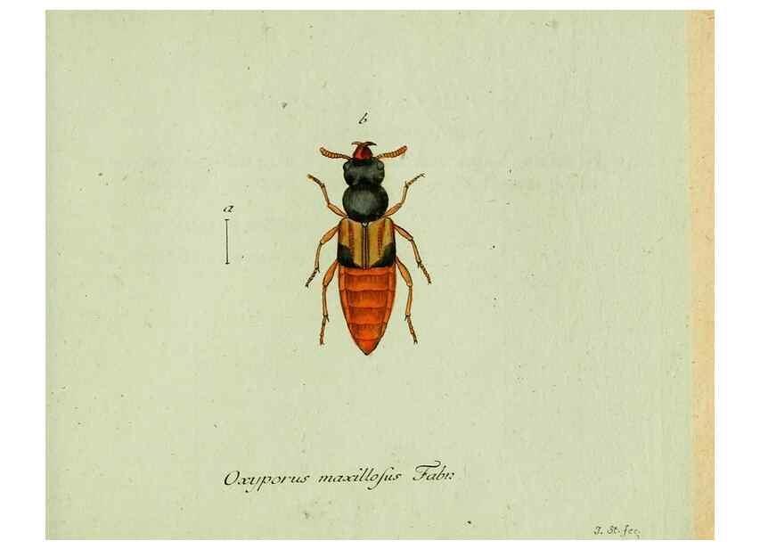 Reproducción/Reproduction 35564151673: Favnae insectorvm Germanicae initia, oder, Deutschlands Insecten /. Nürnberg :In den Felseckerschen Buchhandlung,1796-1813.