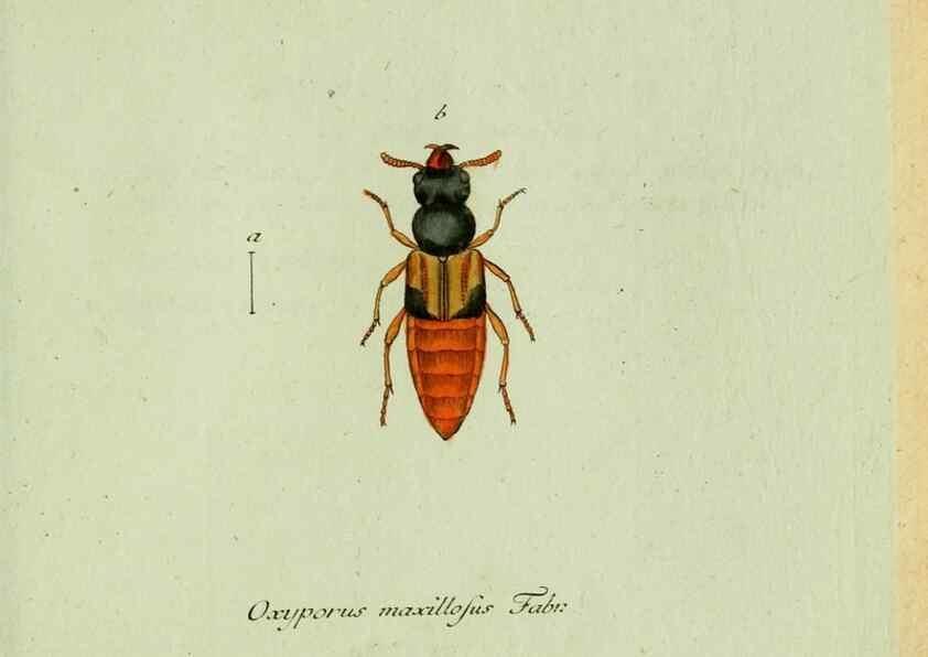 Reproducción/Reproduction 35564151673: Favnae insectorvm Germanicae initia, oder, Deutschlands Insecten /. Nürnberg :In den Felseckerschen Buchhandlung,1796-1813.