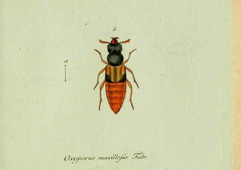 Reproducción/Reproduction 35564151673: Favnae insectorvm Germanicae initia, oder, Deutschlands Insecten /. Nürnberg :In den Felseckerschen Buchhandlung,1796-1813.
