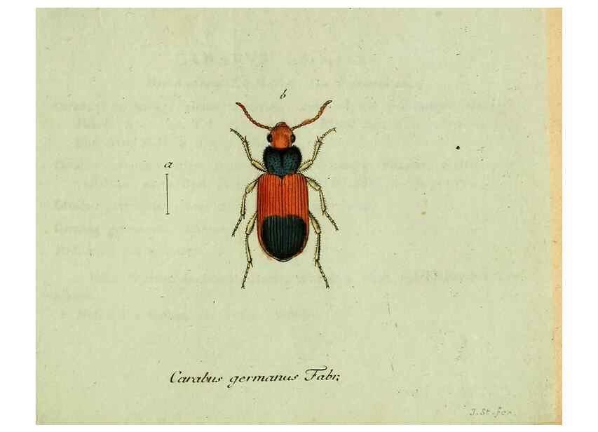 Reproducción/Reproduction 36372576875: Favnae insectorvm Germanicae initia, oder, Deutschlands Insecten /. Nürnberg :In den Felseckerschen Buchhandlung,1796-1813.
