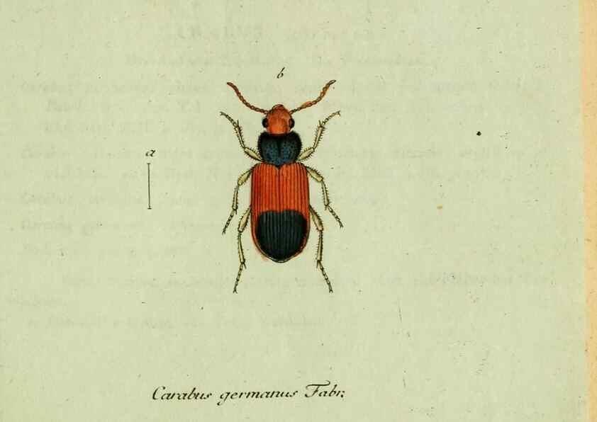 Reproducción/Reproduction 36372576875: Favnae insectorvm Germanicae initia, oder, Deutschlands Insecten /. Nürnberg :In den Felseckerschen Buchhandlung,1796-1813.