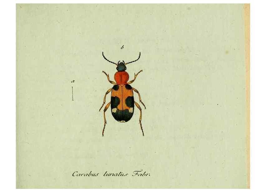 Reproducción/Reproduction 36235808221: Favnae insectorvm Germanicae initia, oder, Deutschlands Insecten /. Nürnberg :In den Felseckerschen Buchhandlung,1796-1813.