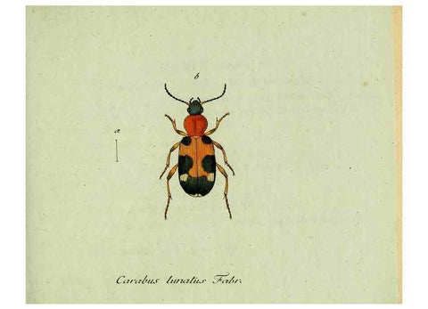 Reproducción/Reproduction 36235808221: Favnae insectorvm Germanicae initia, oder, Deutschlands Insecten /. Nürnberg :In den Felseckerschen Buchhandlung,1796-1813.
