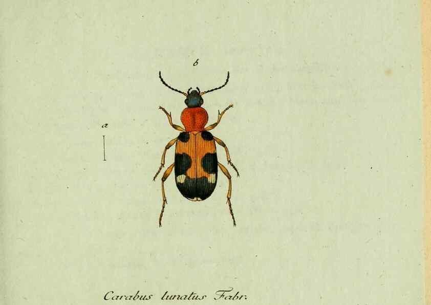 Reproducción/Reproduction 36235808221: Favnae insectorvm Germanicae initia, oder, Deutschlands Insecten /. Nürnberg :In den Felseckerschen Buchhandlung,1796-1813.