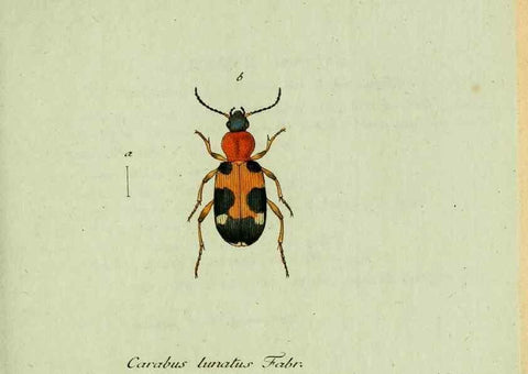 Reproducción/Reproduction 36235808221: Favnae insectorvm Germanicae initia, oder, Deutschlands Insecten /. Nürnberg :In den Felseckerschen Buchhandlung,1796-1813.