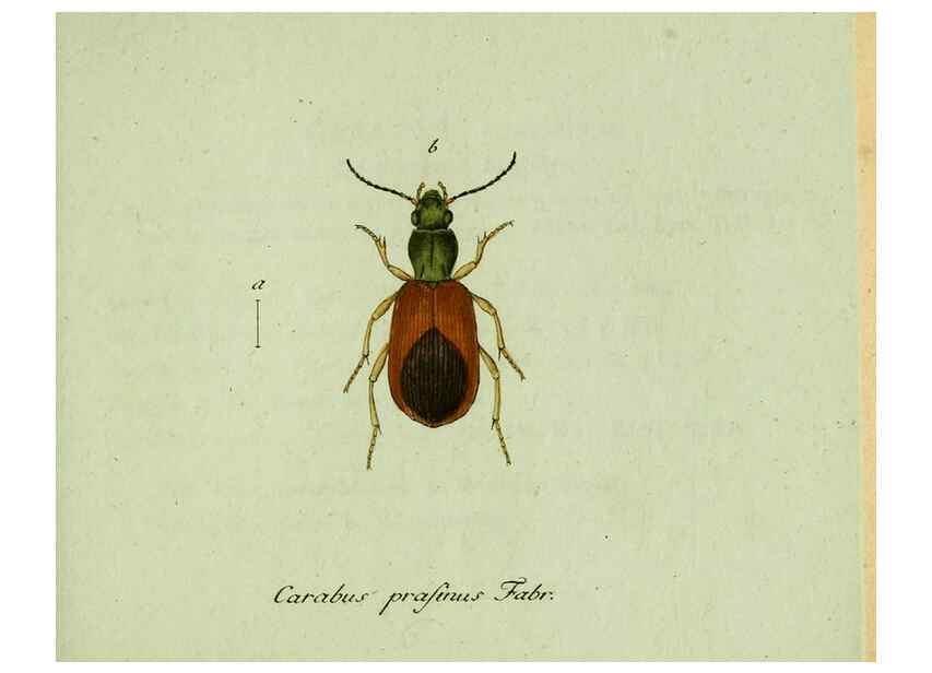 Reproducción/Reproduction 36235809911: Favnae insectorvm Germanicae initia, oder, Deutschlands Insecten /. Nürnberg :In den Felseckerschen Buchhandlung,1796-1813.