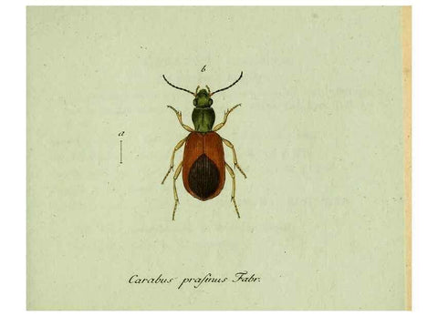 Reproducción/Reproduction 36235809911: Favnae insectorvm Germanicae initia, oder, Deutschlands Insecten /. Nürnberg :In den Felseckerschen Buchhandlung,1796-1813.