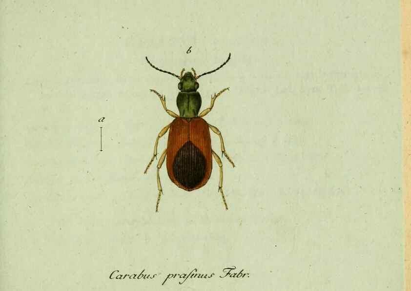 Reproducción/Reproduction 36235809911: Favnae insectorvm Germanicae initia, oder, Deutschlands Insecten /. Nürnberg :In den Felseckerschen Buchhandlung,1796-1813.
