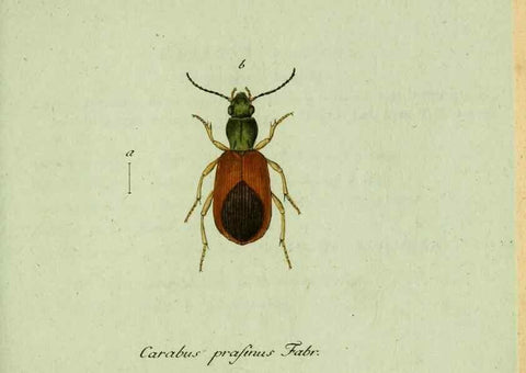 Reproducción/Reproduction 36235809911: Favnae insectorvm Germanicae initia, oder, Deutschlands Insecten /. Nürnberg :In den Felseckerschen Buchhandlung,1796-1813.
