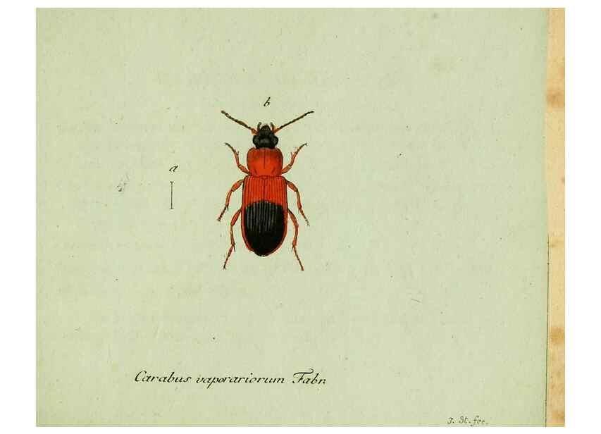 Reproducción/Reproduction 36327733956: Favnae insectorvm Germanicae initia, oder, Deutschlands Insecten /. Nürnberg :In den Felseckerschen Buchhandlung,1796-1813.