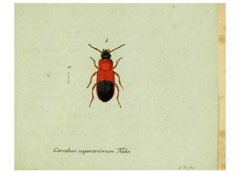 Reproducción/Reproduction 36327733956: Favnae insectorvm Germanicae initia, oder, Deutschlands Insecten /. Nürnberg :In den Felseckerschen Buchhandlung,1796-1813.