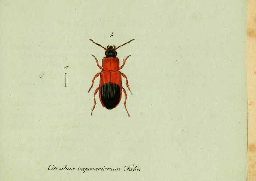 Reproducción/Reproduction 36327733956: Favnae insectorvm Germanicae initia, oder, Deutschlands Insecten /. Nürnberg :In den Felseckerschen Buchhandlung,1796-1813.