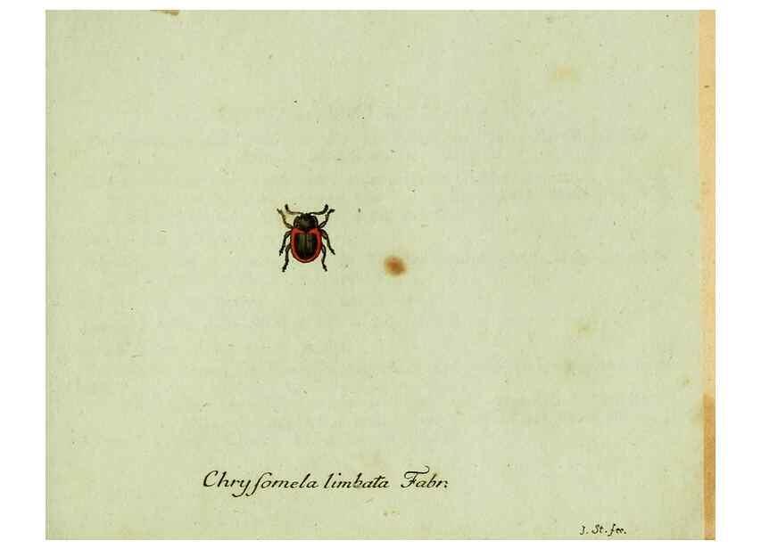 Reproducción/Reproduction 35536674574: Favnae insectorvm Germanicae initia, oder, Deutschlands Insecten /. Nürnberg :In den Felseckerschen Buchhandlung,1796-1813.