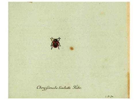 Reproducción/Reproduction 35536674574: Favnae insectorvm Germanicae initia, oder, Deutschlands Insecten /. Nürnberg :In den Felseckerschen Buchhandlung,1796-1813.