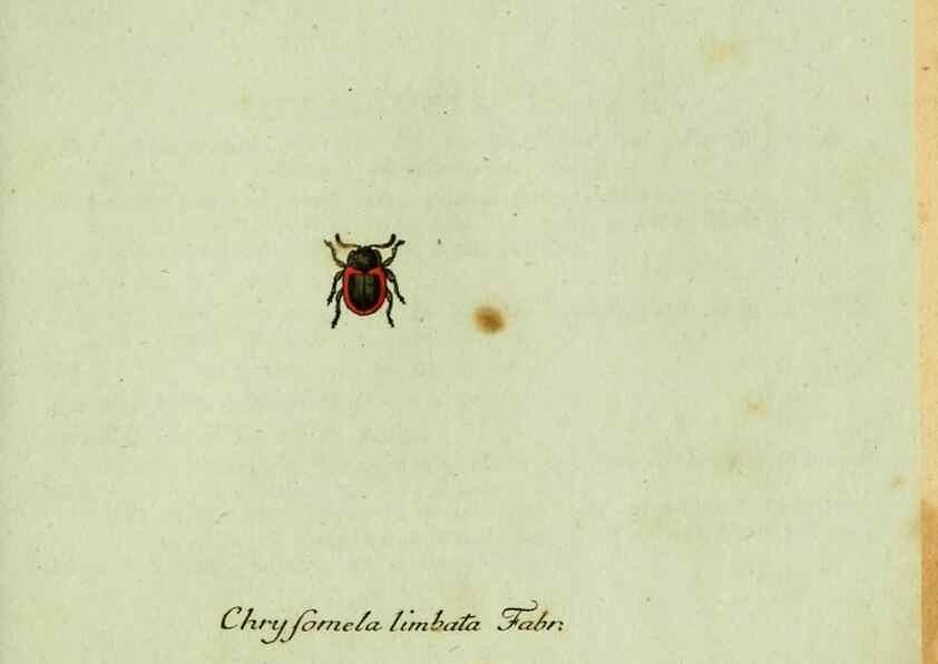 Reproducción/Reproduction 35536674574: Favnae insectorvm Germanicae initia, oder, Deutschlands Insecten /. Nürnberg :In den Felseckerschen Buchhandlung,1796-1813.